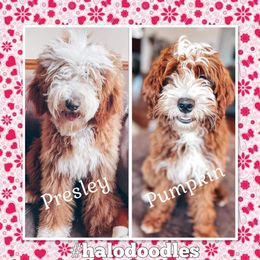 Goldendoodle Puppies from Halo Doodles