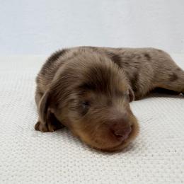 Hendrix - Dapple male Dachshund puppy in Pulaski, Tennessee from Billboard Doxies
