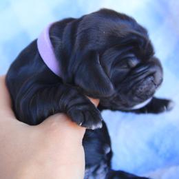 Girl 2 - Black female English Cocker Spaniel puppy in Roseburg, Oregon from Coco Kennel