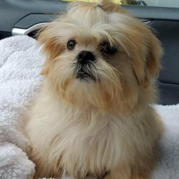 Sweet Shadow Bear - Cream and white male Shih Tzu puppy in Cartersville, Georgia from 100 Acre Woods Shih Tzu Plantation