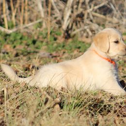 Golden Retriever Puppies from Golden Barnes Kennel