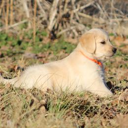 Golden Retriever Puppies from Golden Barnes Kennel