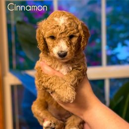 Cinnamon - Apricot female Goldendoodle puppy in Urbana, Illinois from ZaraDoodles