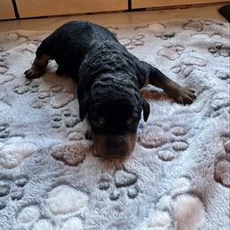 Black and Brown Male - Black male Bernedoodle puppy in Constableville, New York from Zehr’s Labradoodles & Bernedoodles