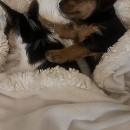 Yorkshire Terrier Puppies from j&j yorkies