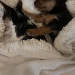 Yorkshire Terrier Puppies from j&j yorkies