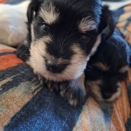 Boy 1 - Brown male Schnoodle puppy in New Cambria, Kansas from Shrivers' Sweethearts