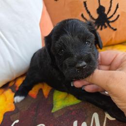 Vader - Black male Schnoodle puppy in Hickory, North Carolina from Selene's Schnauzers