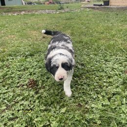 Addie - White and blue merle female Border Collie puppy in Camano Island, Washington from Midnight Border Collies