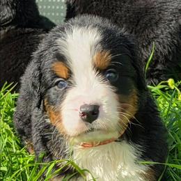 Pink - Black rust and white female Bernese Mountain Dog puppy in Auburn, Washington from MSM Bernese Mountain Dogs