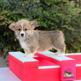 Blue collar - Red male Pembroke Welsh Corgi puppy in Caliente, California from Rafter Cross 7