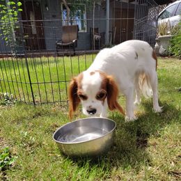 Boy 2 Peter - Blenheim male Cavalier King Charles Spaniel puppy in Phoenix, Arizona from Royal Desert Cavaliers