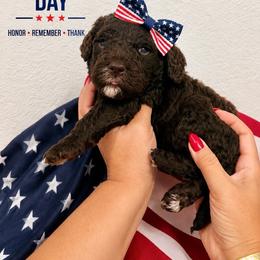 Almond - Chocolate female Goldendoodle puppy in Miami, Florida from Jade’s Paws & Co. Of Miami LLC