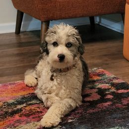 Luxe - Aussiedoodle