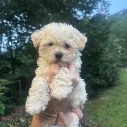 Maltipoo puppies from Cuddles and fluff