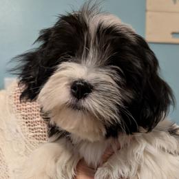 Frosty - Black and white male Havanese puppy in Anderson, South Carolina from Moe's Goldens and HavAntics