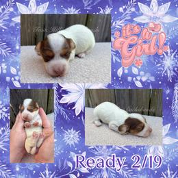 Purple - Piebald female Dachshund puppy in Jonesboro, Illinois from Twin Hills Dachshunds