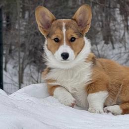Pembroke Welsh Corgis from KC Corgis