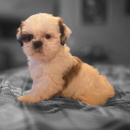 Chewy - Liver and white male Shih Tzu puppy in Stroudsburg, Pennsylvania from Puppyville Pa Shih Tzu & frenchies