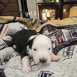 Mulan (girl 3) - Black tri-color female Australian Shepherd puppy in Puryear, Tennessee from Double G Ranch