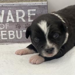 Snowflake - Black & white female Miniature Australian Shepherd puppy in Norco, California from River Springs Aussies