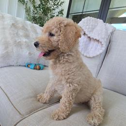 Tucker - Cream male Goldendoodle puppy in Wauseon, Ohio from Medium Labradoodles 🐾