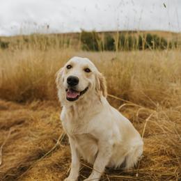 Plum - Golden Retriever