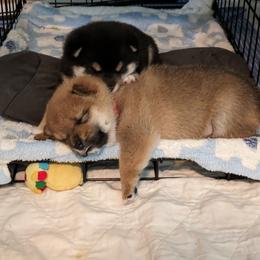 Shiba Inu Puppies from Takikawa Shiba Inus