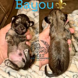 Bayou - Cream male Dachshund puppy in Hornbeck, Louisiana from A&Z Mini Dachshunds