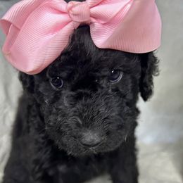 Labradoodles from Pawsome doodles