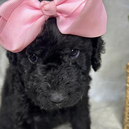 Labradoodles from Pawsome doodles
