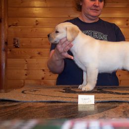 Labrador Retriever Puppies from Cecilie Drege