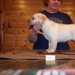 Labrador Retriever Puppies from Cecilie Drege