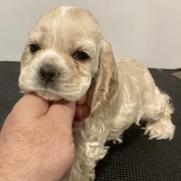Girl 2 - Buff female Cocker Spaniel puppy in Rising Sun, Maryland from Palmtree Cockers