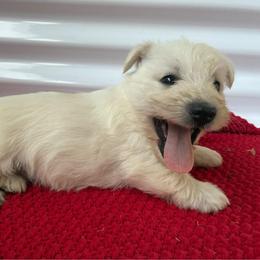 Zoe - Wheaten female Scottish Terrier puppy in Chattanooga, Tennessee from Oodles of Cuties!