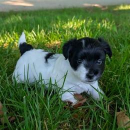 KB Parti Girl 2 - Heart - Parti female Yorkshire Terrier puppy in Owenton, Kentucky from Robertson's Dream Ranch Aussies & Yorkies