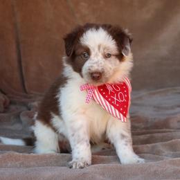 Theo - AKC Reg - Red male Border Collie puppy in Courtland, Alabama from C Bar C Ranch Border Collies