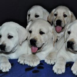 Labrador Retriever Puppies from True Labradors