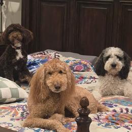 Bernedoodles from Monica Jones