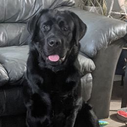 River - Labrador Retriever