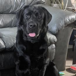 River - Labrador Retriever