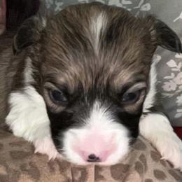 Rex - White and red male Pembroke Welsh Corgi puppy in Fontanelle, Iowa from Alegandra’s Pembroke Welsh Corgis