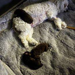 Sophie - Poodle