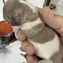 Isabella - Piebald female Dachshund puppy in Fayetteville, Pennsylvania from PA's Darling Doxies