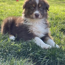 Australian Shepherd Puppies from The Good Shepherd