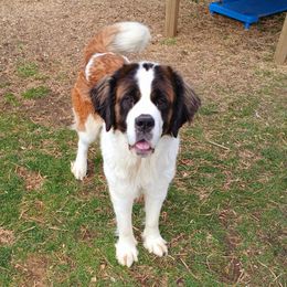 Charlene - Saint Bernard