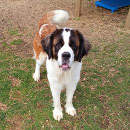 Charlene - Saint Bernard