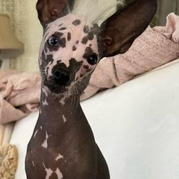 Roo - Sable male Chinese Crested puppy in Henderson, Kentucky from Western Kentucky Chihuahua’s and Chinese Crested’s