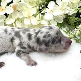 Ivy - Dapple female Dachshund puppy in Exeter, California from Sawtooth Miniature Dachshunds