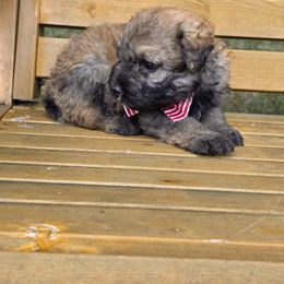 Boy 3 - male Bouvier des Flandres puppy in Marionville, Missouri from Sandbox Puppies